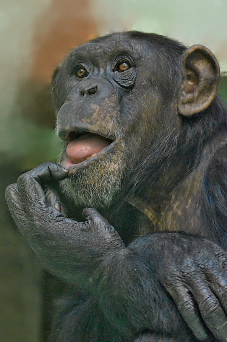 opice v zoo Hodonín