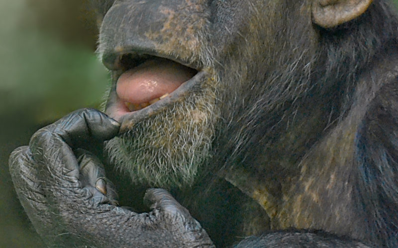 opice v zoo Hodonín