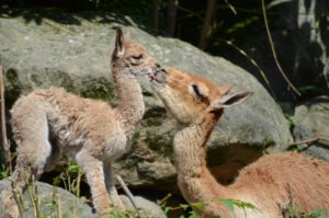 Lama Vikuňa ZOO Děčín