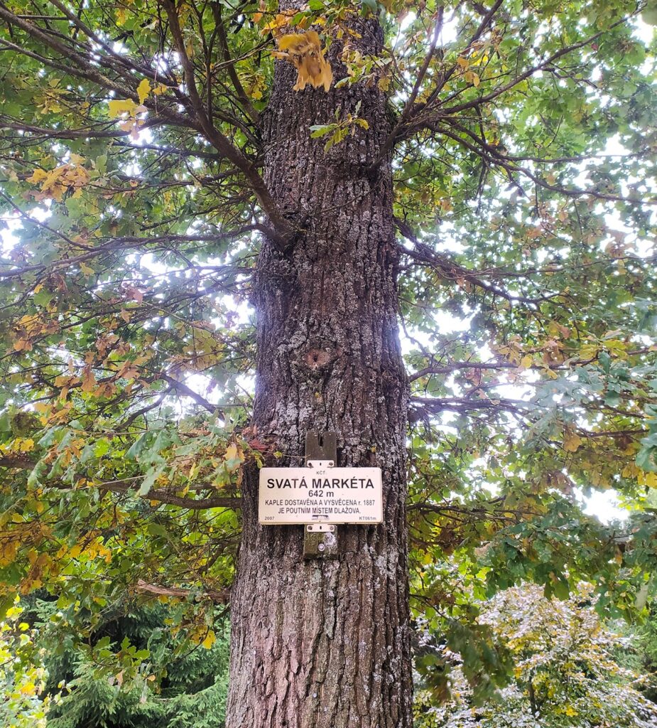 rozhledna Svatá Markéta, Rozhledna Svatá Markéta Klatovsko, rozhledny Plzeňský kraj, kam na výlet Klatovsko, vyhlídky na Šumavu, rozhledna s výhledem na Šumavu, volně přístupná rozhledna, tip na výlet Plzeňský kraj, rozhledna Dlažov, dřevěná rozhledna Klatovsko, rozhledny západní Čechy